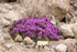 Cimbru târâtor - Thymus praecox ‘Red Carpet’