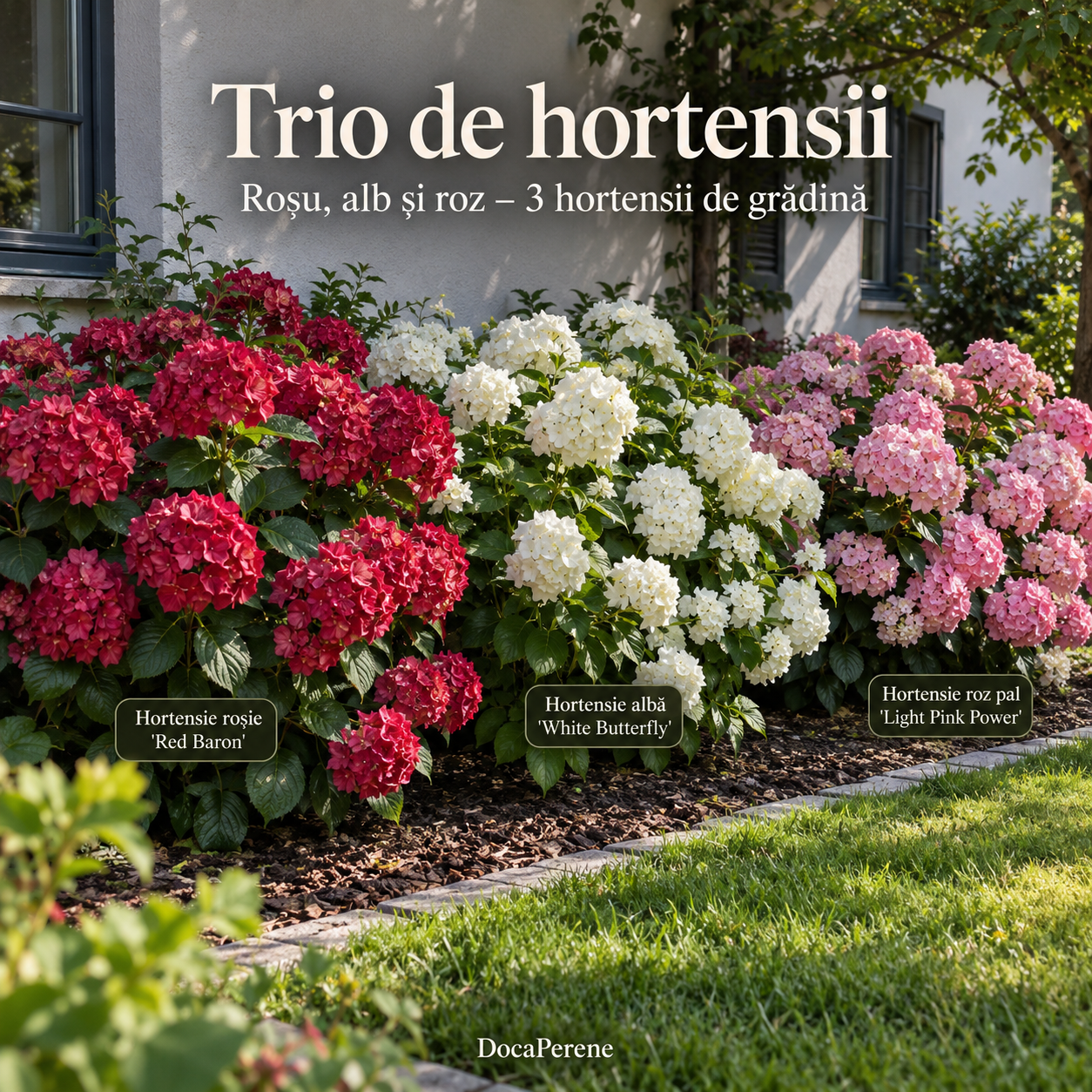 Trio de hortensii – roșu, roz și alb, 3 hortensii de grădină în ghiveci