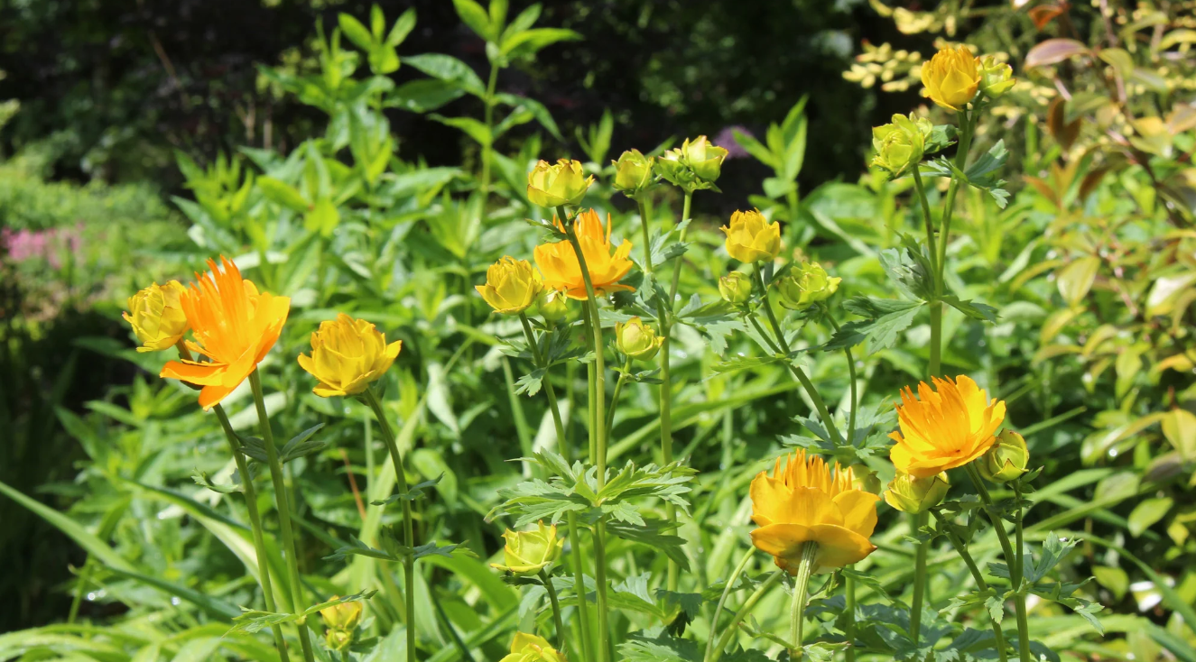 Bulbuc - Trollius Chinensis Golden Queen