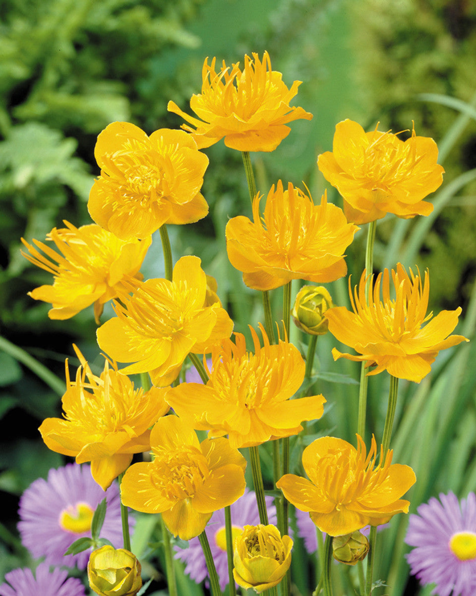Bulbuc - Trollius Chinensis Golden Queen