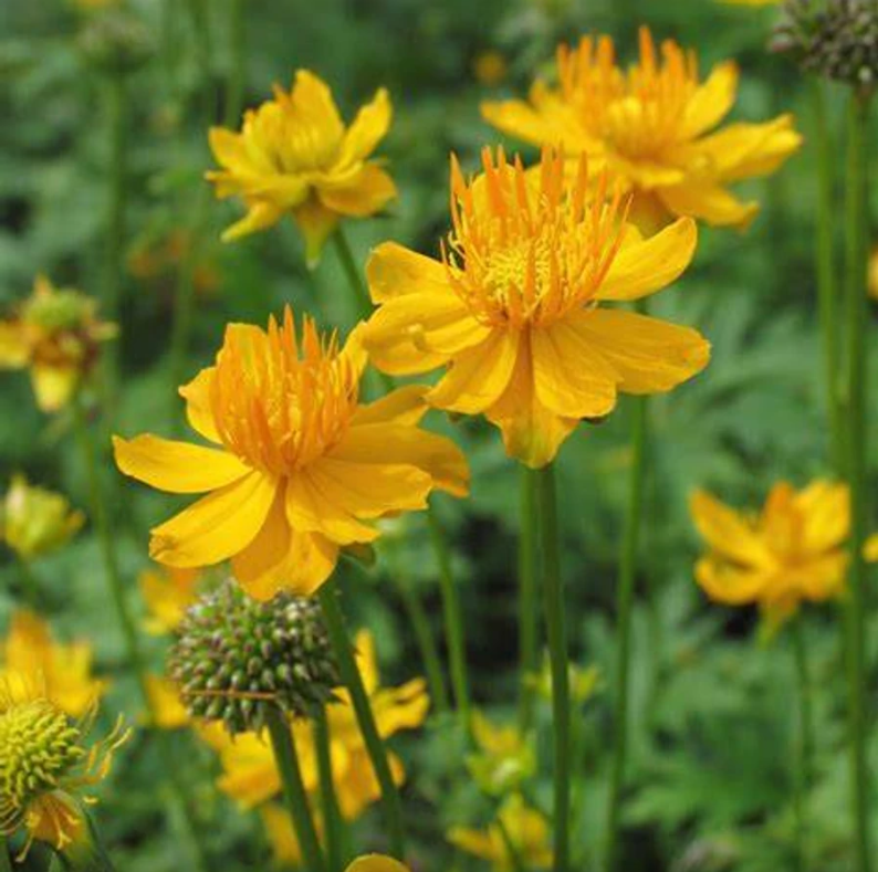 Bulbuc - Trollius Chinensis Golden Queen