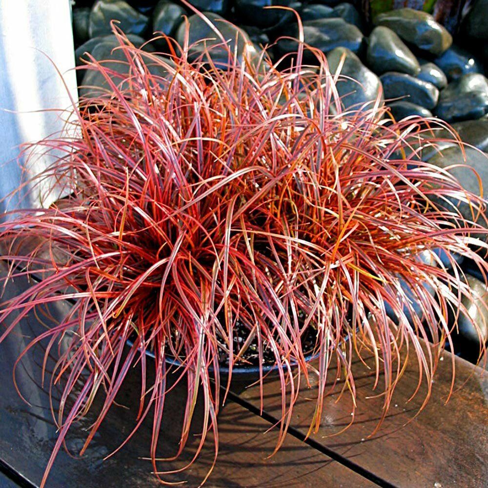 Uncinia - Uncinia rubra