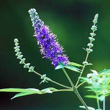 Fructul castității, Mielareaua - Vitex agnus castus