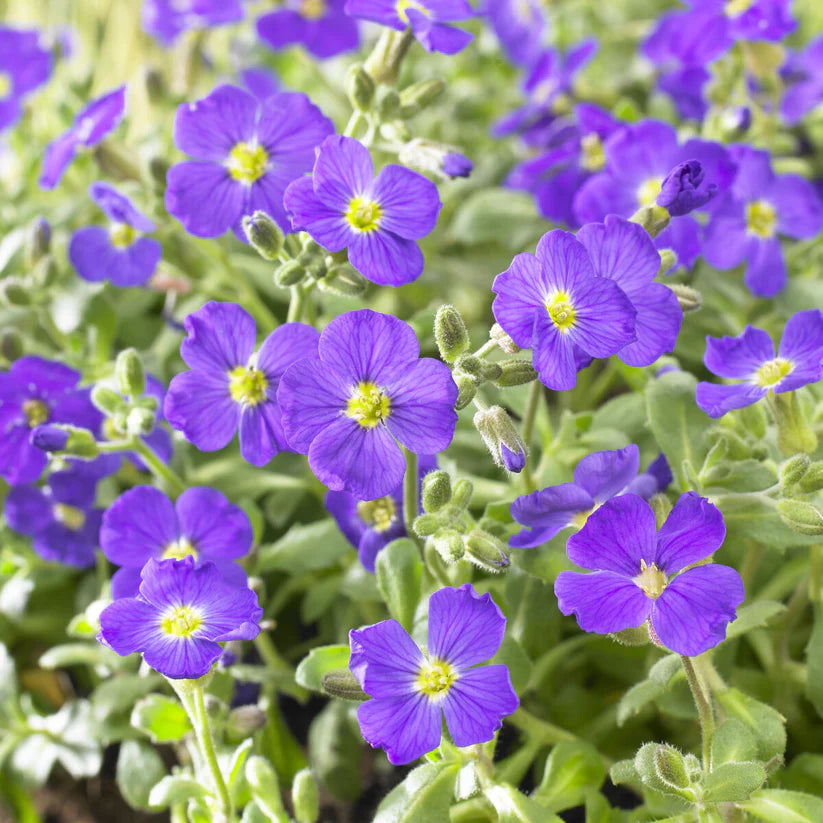 Aubrieta Deltoidea Cascade Blue