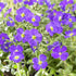 Aubrieta Deltoidea Cascade Blue