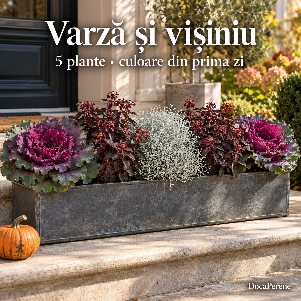 Varză și vișiniu – jardinieră de toamnă cu varză ornamentală roșie, 5 plante