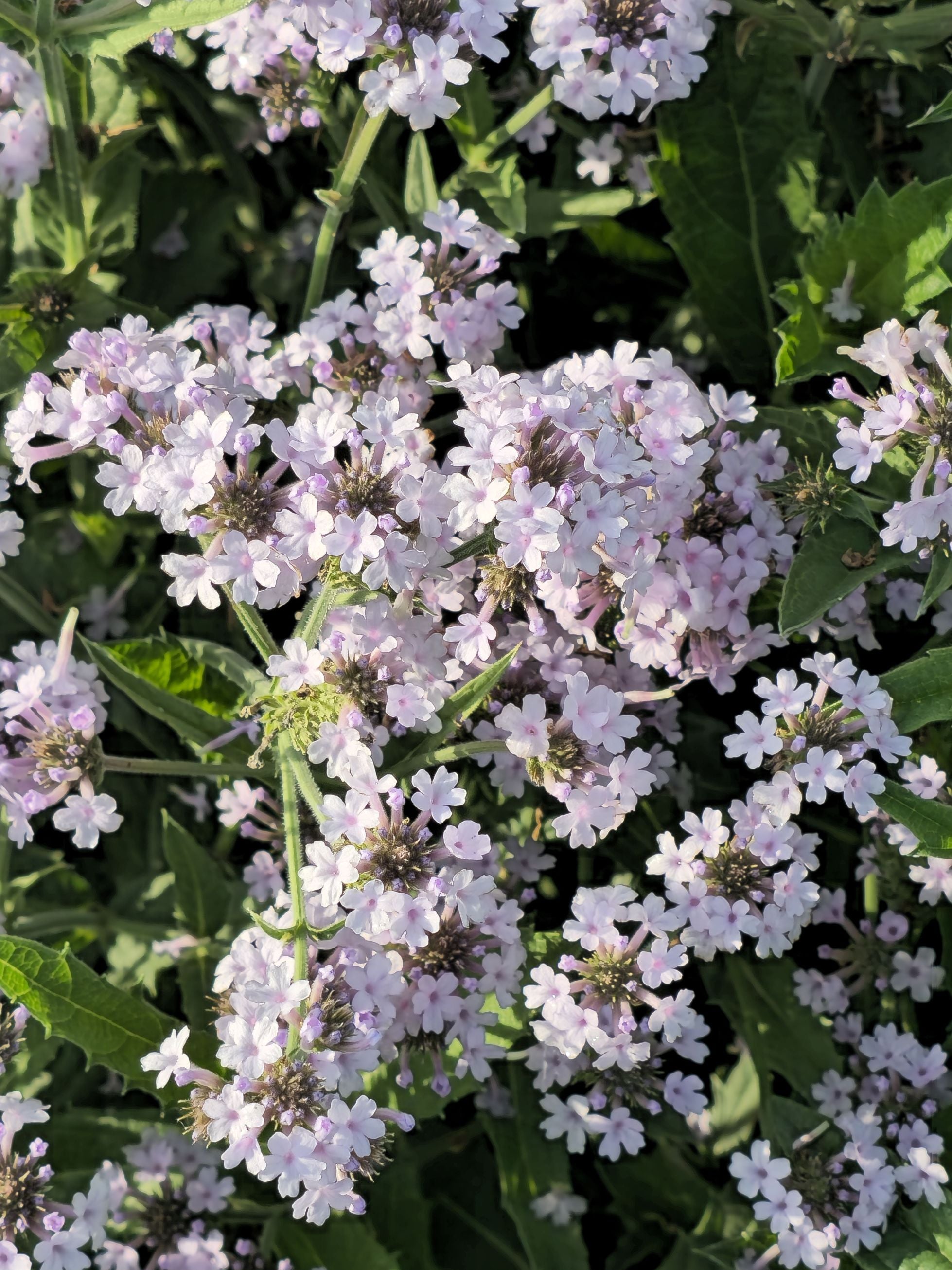 Verbena pitică albastră - Verbena rigida Polaris Sky Blue