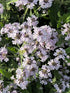 Verbena pitică albastră - Verbena rigida Polaris Sky Blue