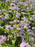 Verbena pitică albastră - Verbena rigida Polaris Sky Blue