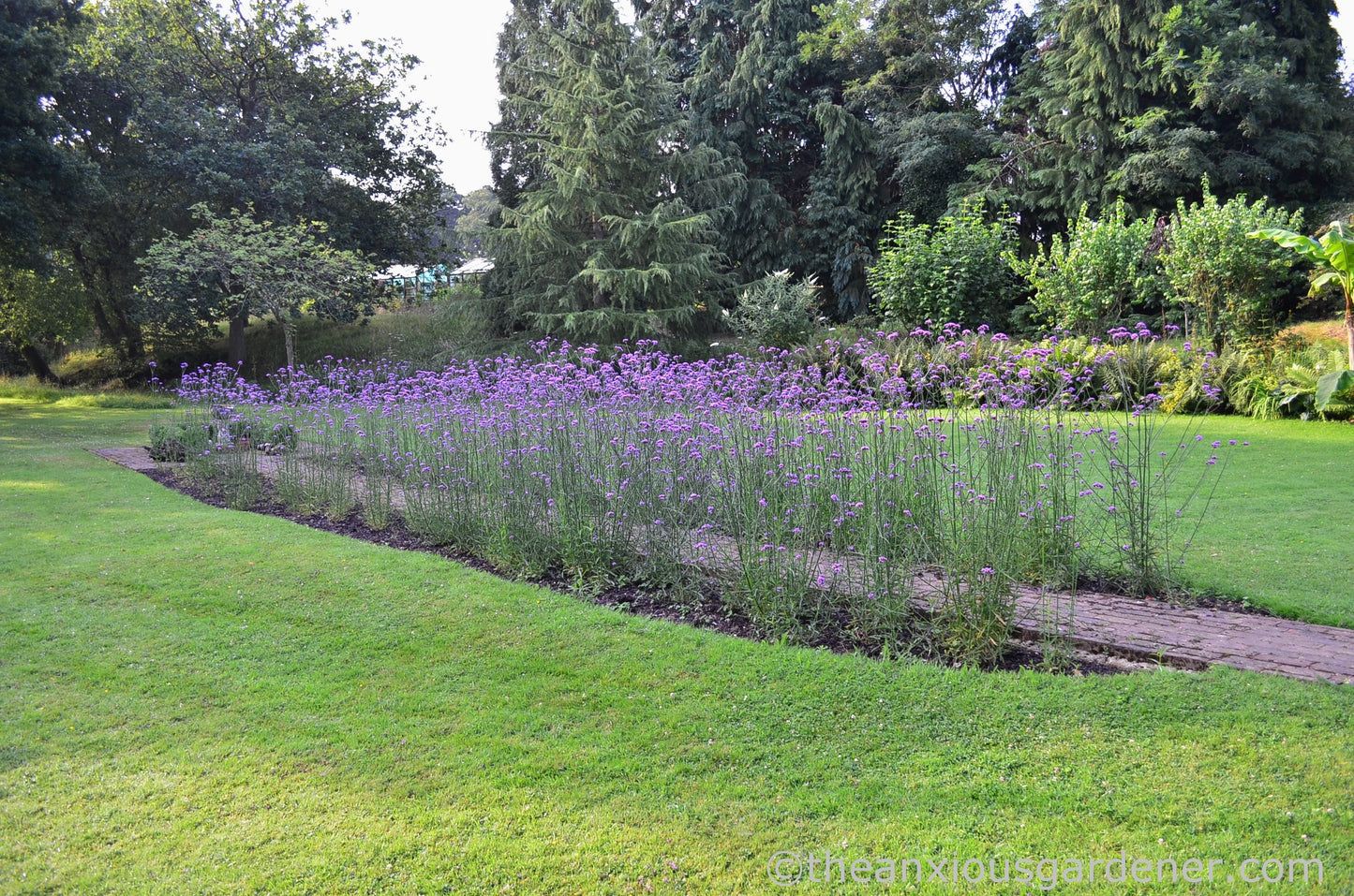 Verbena înaltă - Verbena bonariensis