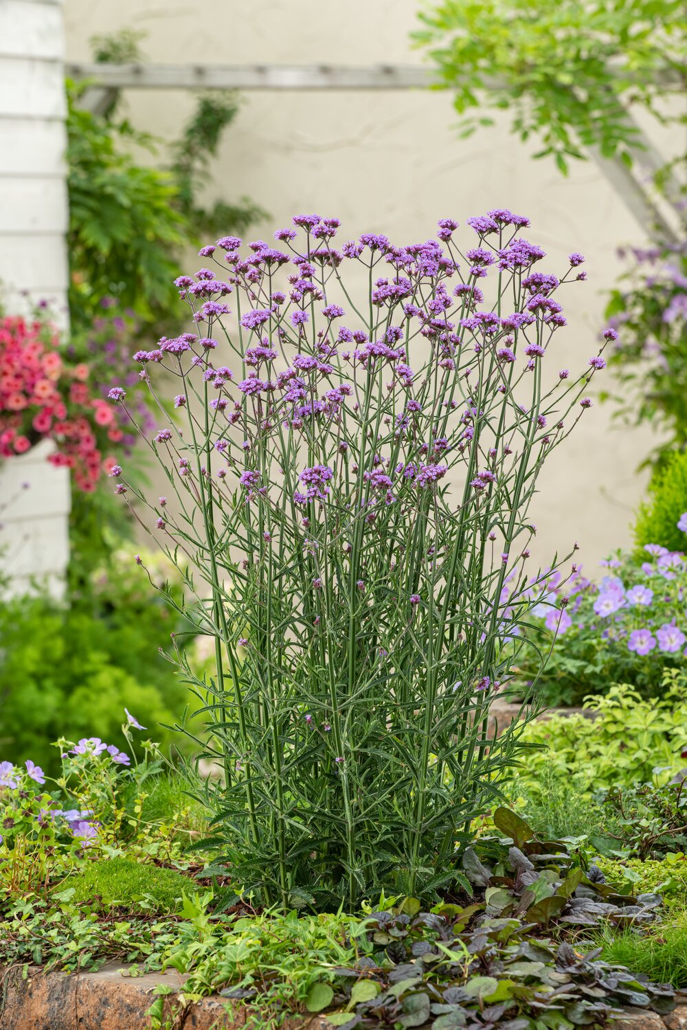 Verbena - Verbena bonariensis ‘Bonnie Blue’