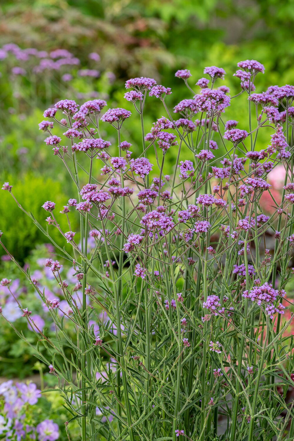 Verbena - Verbena bonariensis ‘Bonnie Blue’