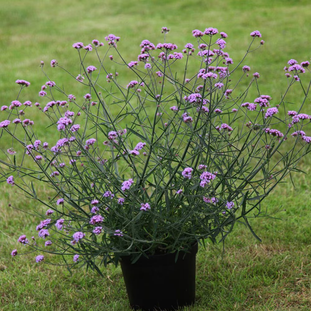 Verbena pitică - Verbena bonariensis ‘Lollipop’