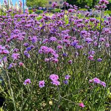 Verbena pitică - Verbena bonariensis ‘Lollipop’