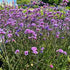 Verbena pitică - Verbena bonariensis ‘Lollipop’