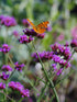 Verbena pitică - Verbena bonariensis ‘Lollipop’