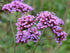 Verbena pitică - Verbena bonariensis ‘Lollipop’