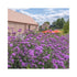 Verbena pitică - Verbena bonariensis ‘Lollipop’