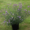 Verbena pitică - Verbena bonariensis ‘Lollipop’