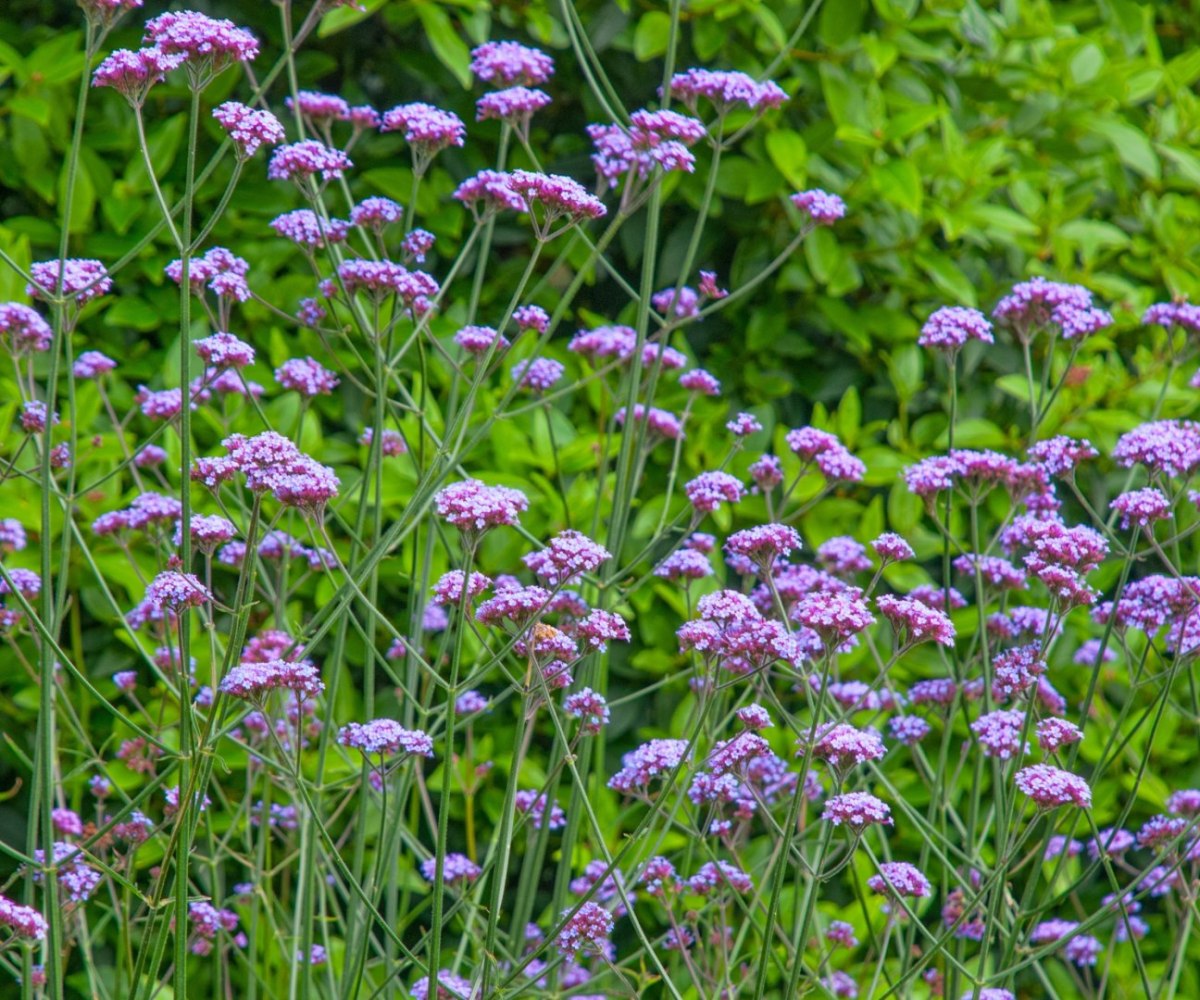 Verbena înaltă mov -Verbena bonariensis 'Violet Blue'