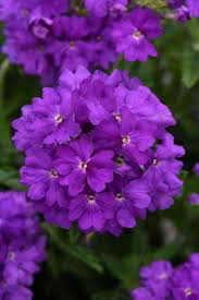 Verbena înaltă mov -Verbena bonariensis 'Violet Blue'