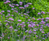 Verbena înaltă mov -Verbena bonariensis 'Violet Blue'