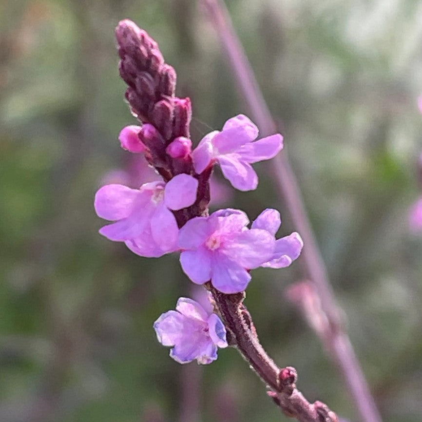 Verbena vișinie - Verbena officinalis ‘Bampton’
