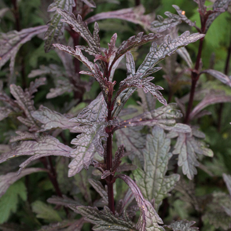 Verbena vișinie - Verbena officinalis ‘Bampton’