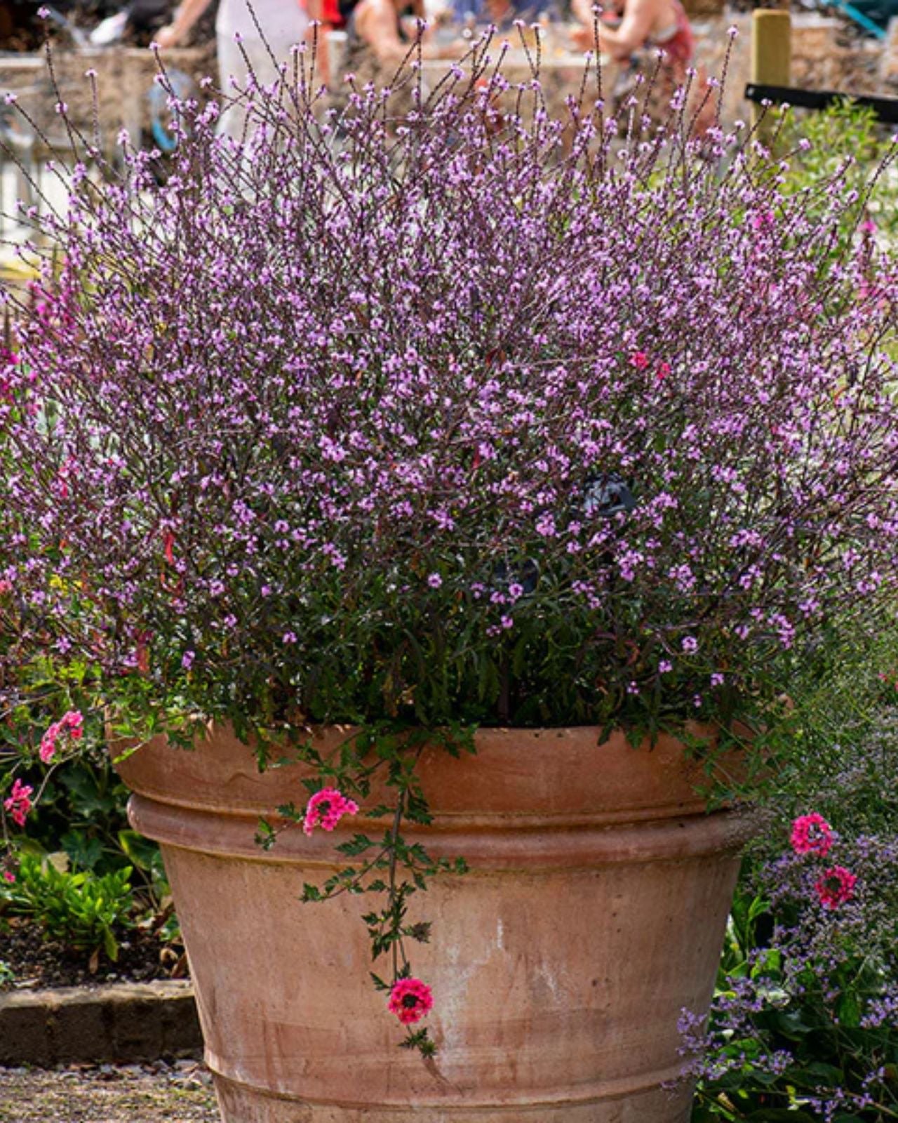 Verbena vișinie - Verbena officinalis ‘Bampton’