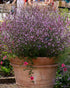 Verbena vișinie - Verbena officinalis ‘Bampton’