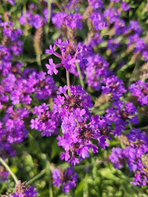 Verbena pitică - Verbena rigida Venosa