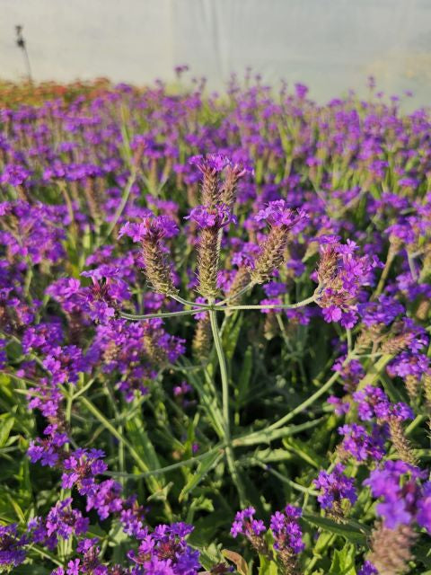 Verbena pitică - Verbena rigida Venosa