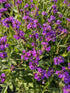 Verbena pitică - Verbena rigida Venosa