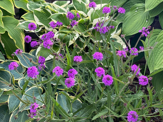 Verbena pitică - Verbena rigida Venosa