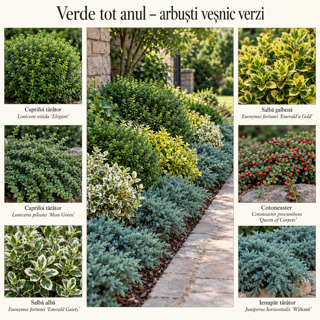 Verde tot anul – 10 arbuști veșnic verzi pentru borduri și garduri vii joase