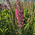 Veronica roz - Veronica spicata Rosa Zwerg