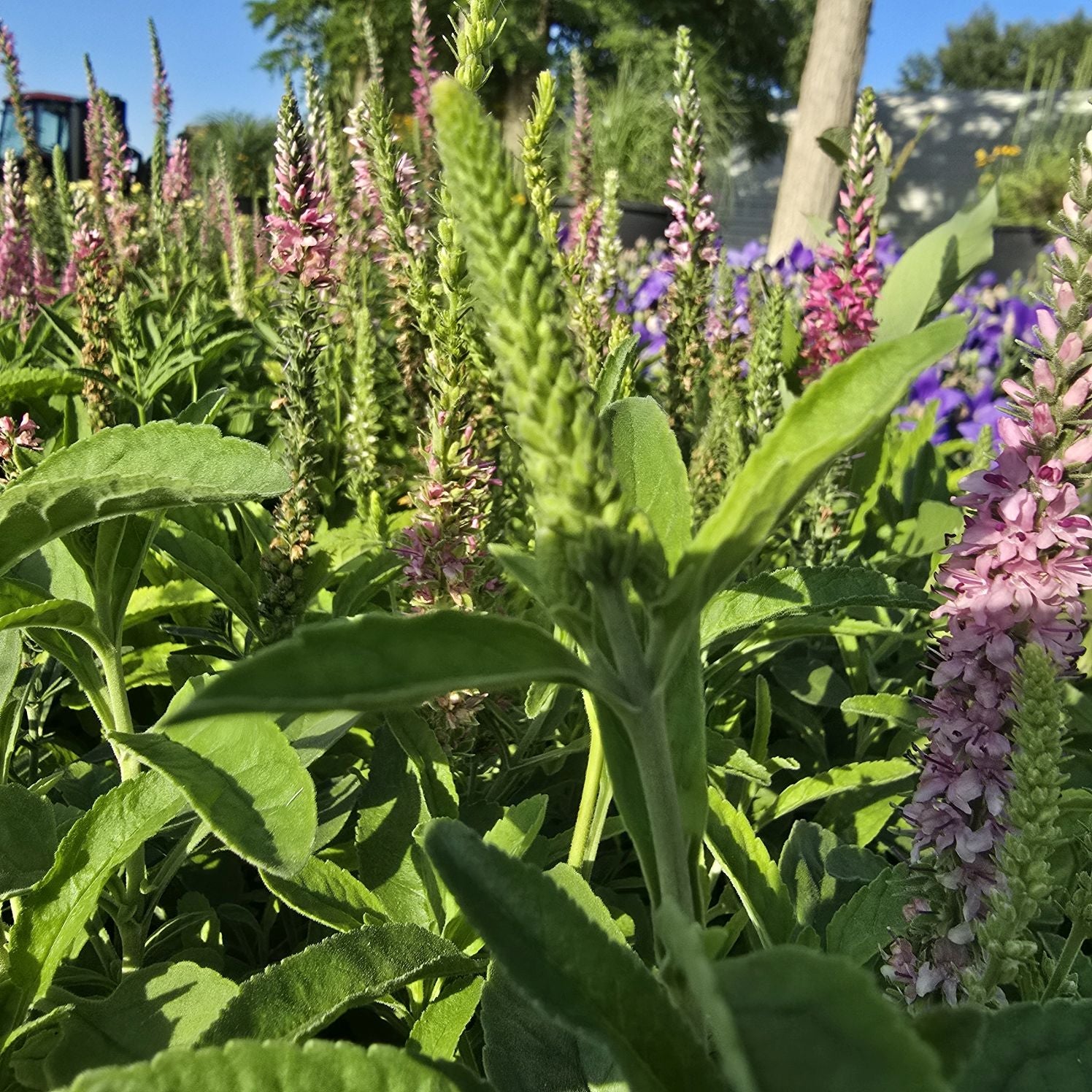 Veronica roz - Veronica spicata Rosa Zwerg