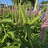 Veronica roz - Veronica spicata Rosa Zwerg