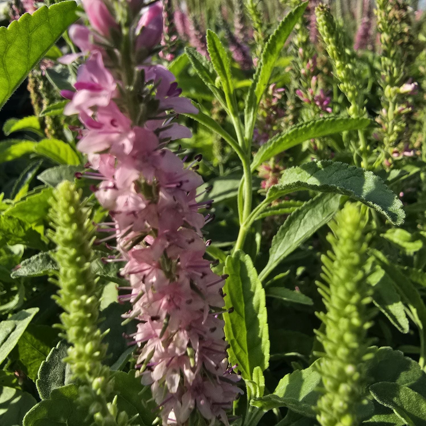 Veronica roz - Veronica spicata Rosa Zwerg