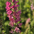 Veronica roz - Veronica spicata Rosa Zwerg