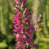 Veronica roz - Veronica spicata Rosa Zwerg