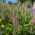 Veronica roz - Veronica spicata Rosa Zwerg