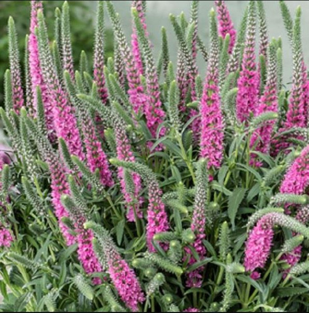 Veronica perenă-Veronica spicata Anniversary Rose