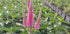 Veronica perenă-Veronica spicata Anniversary Rose