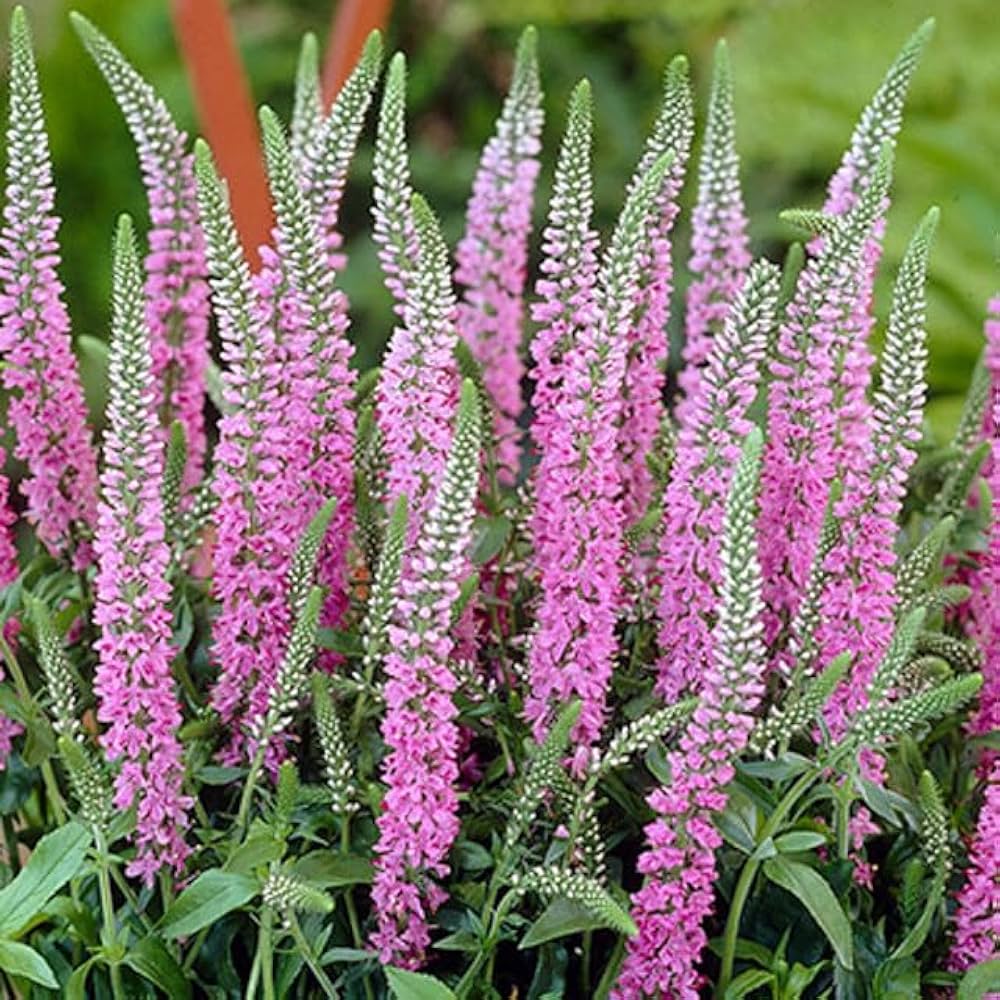 Veronica perenă-Veronica spicata Anniversary Rose