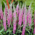 Veronica perenă-Veronica spicata Anniversary Rose