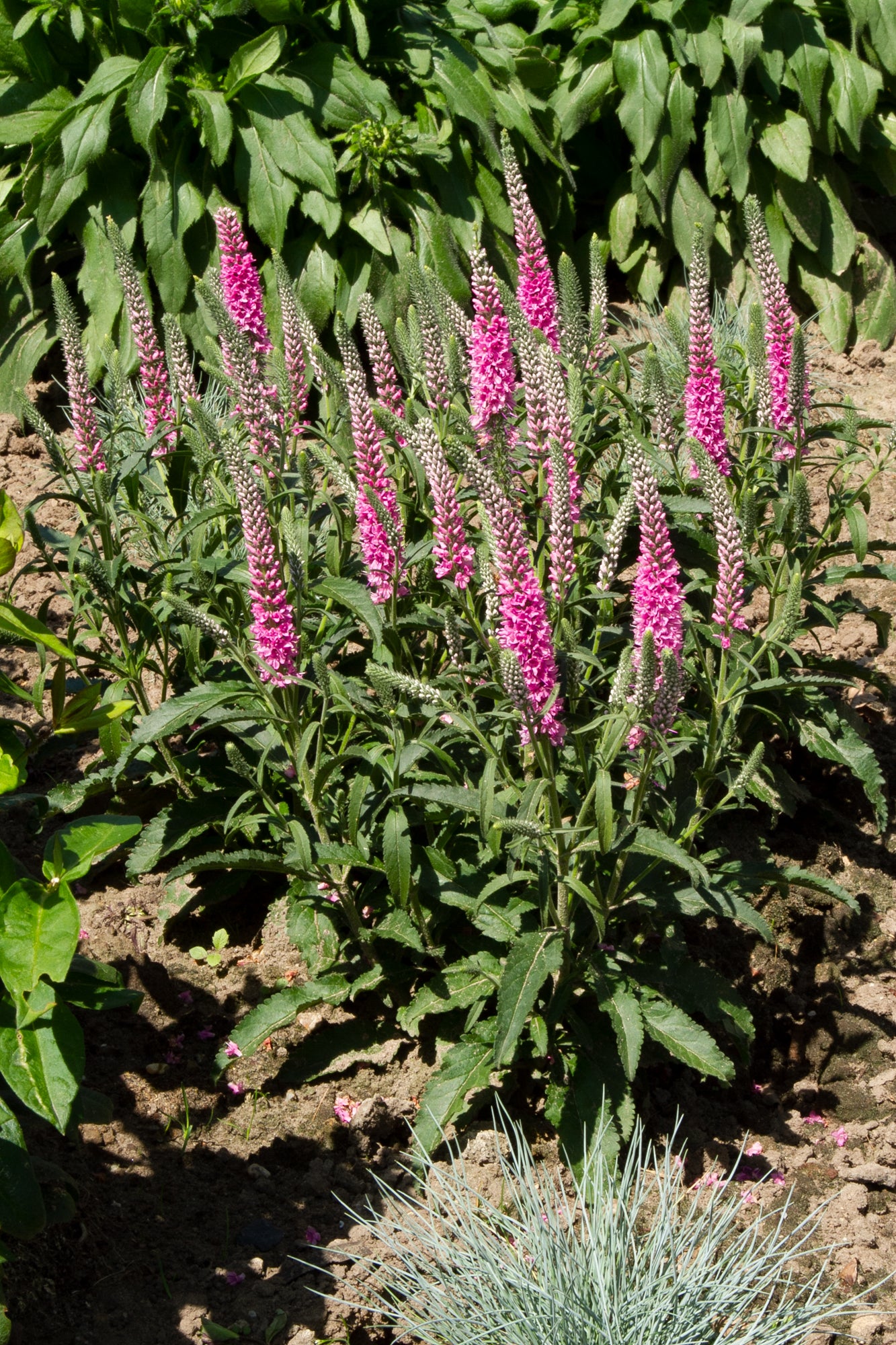 Veronica perenă-Veronica spicata Anniversary Rose