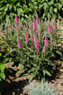 Veronica perenă-Veronica spicata Anniversary Rose