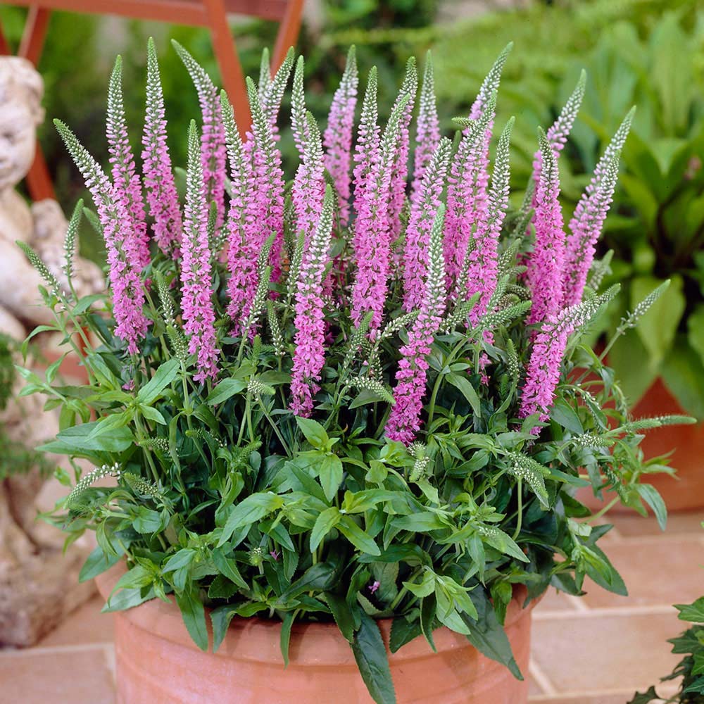 Veronica perenă-Veronica spicata Anniversary Rose