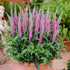 Veronica perenă-Veronica spicata Anniversary Rose